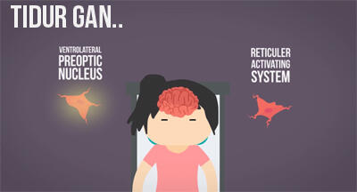 Mengapa Kita Merasa Seakan Terjatuh Saat Tidur? *Explained with Animation*