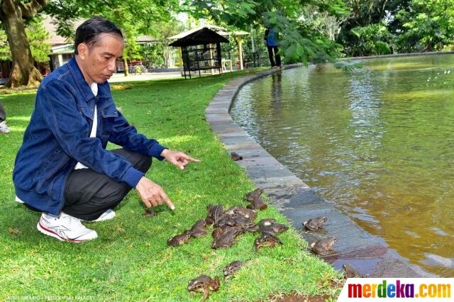 Presiden Jokowi Sebar Ratusan Katak di Istana Bogor