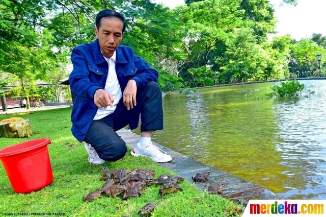Presiden Jokowi Sebar Ratusan Katak di Istana Bogor