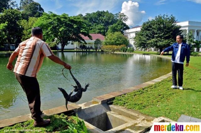 Presiden Jokowi Sebar Ratusan Katak di Istana Bogor