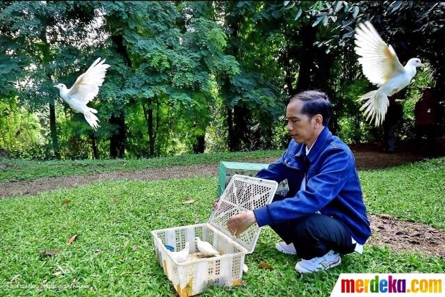 Presiden Jokowi Sebar Ratusan Katak di Istana Bogor