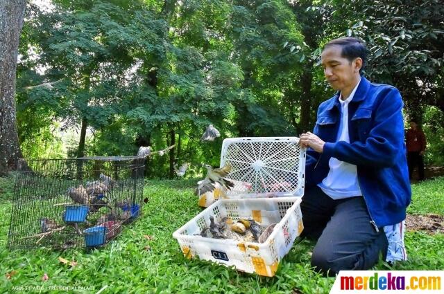 Presiden Jokowi Sebar Ratusan Katak di Istana Bogor