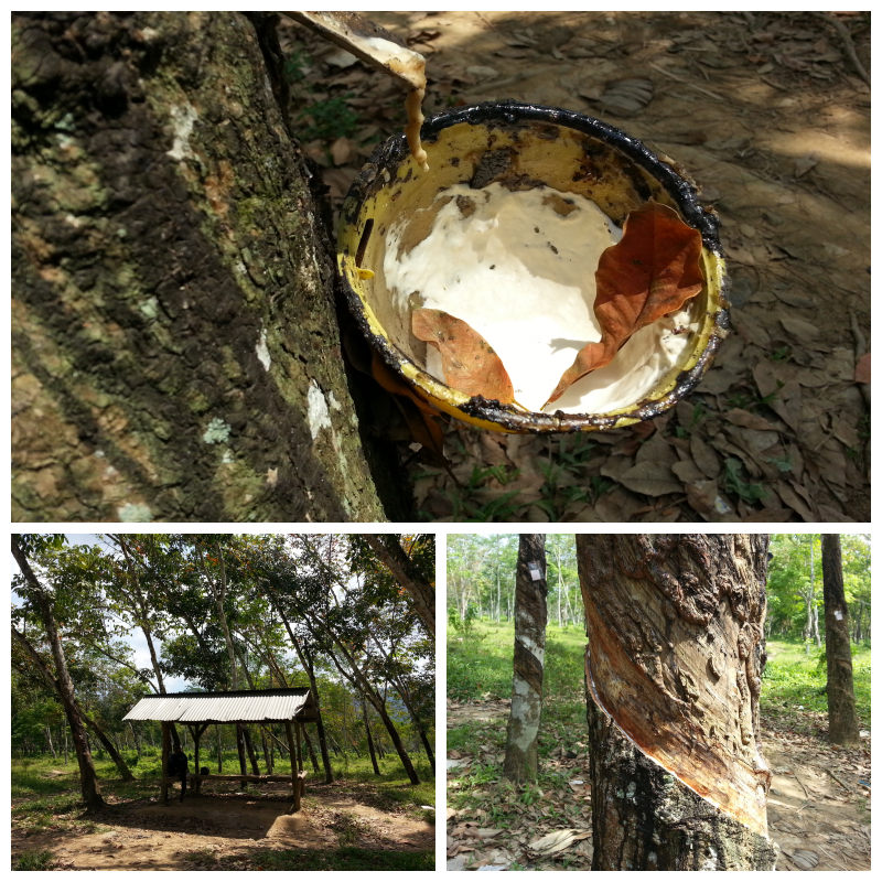 Green Bay - Keindahan Ujung Pulau Jawa Bagian Timur