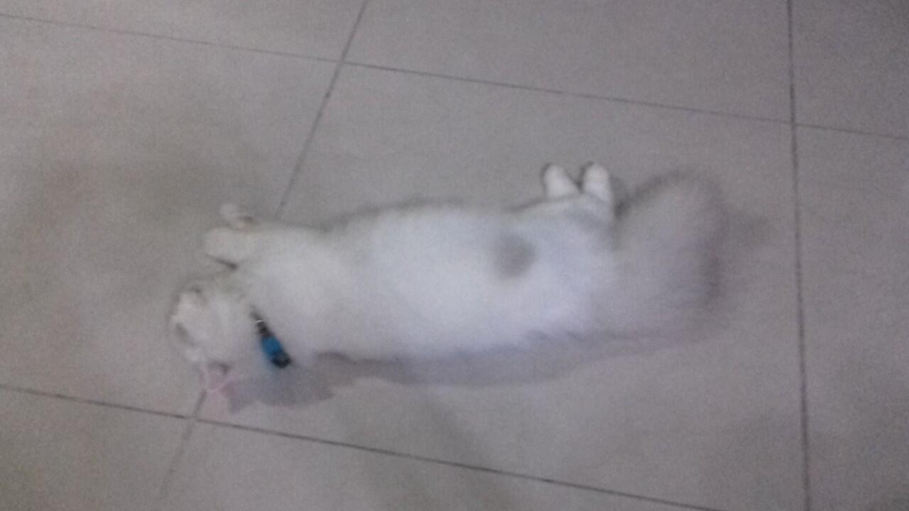 INFO KUCING HILANG (WARNA PUTIH CORAK ABU2 : PERSIA HIMALAYA) BINTARO