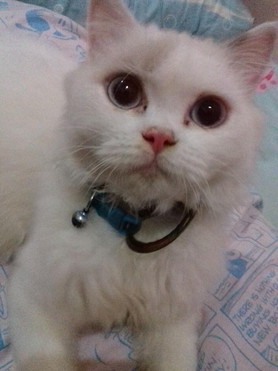 INFO KUCING HILANG (WARNA PUTIH CORAK ABU2 : PERSIA HIMALAYA) BINTARO