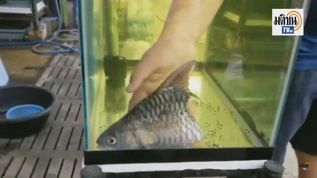 AJAIB ! IKAN SETENGAH BADAN INI BISA HIDUP SELAMA 6 BULAN !