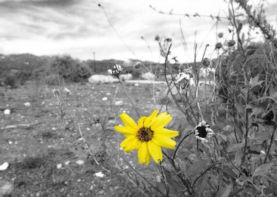 Warna di Edisi B/W