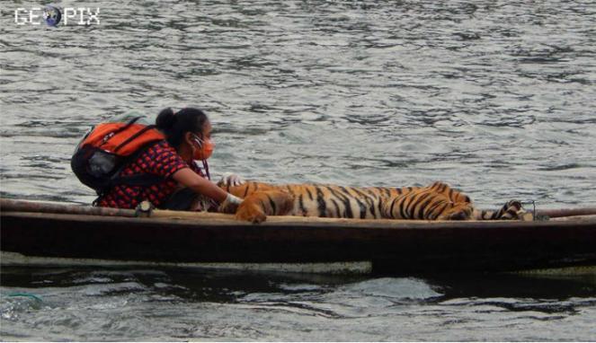 Kisah Dokter Yanti Satu Perahu dengan Harimau Sumatera