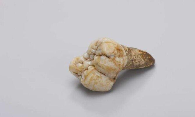 King Kong pernah benar-benar hidup di sekitar Indonesia