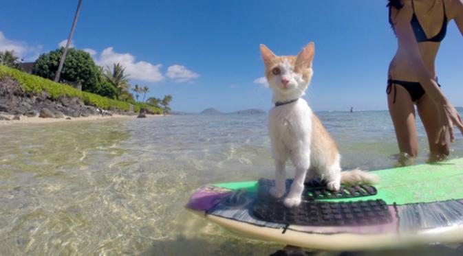 Hebat, Kucing Bermata Satu Ini Jago Berselancar