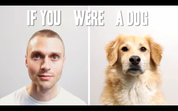 If You Were a Dog...