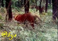 Jejak Nafas Harimau Jawa Kini