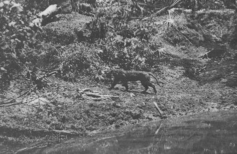 Jejak Nafas Harimau Jawa Kini