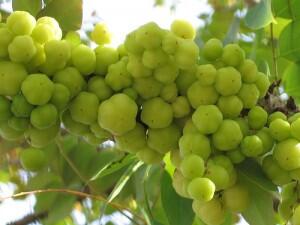 Trik Cerdas Mengolah Buah - Buahan Kecut dan Sepat