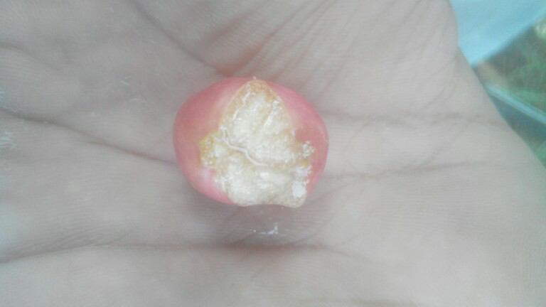 ini buah apa ya.manfaatnya apa