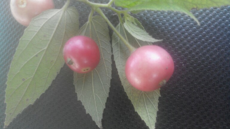 ini buah apa ya.manfaatnya apa