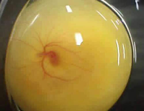 7 Foto Menakjubkan Tentang Proses Kehidupan dalam Telur Ayam