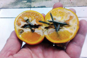 Awas! Banyak Ranjau Jeruk Ditemukan di Jalanan Protokol