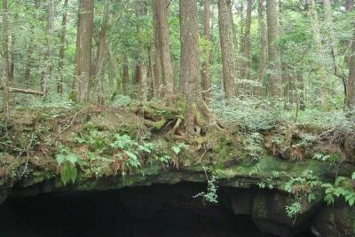 &#91; GATSUONE INFO &#93; 10 Fakta Tentang Hutan Aokigahara, The Perfect Place To Die