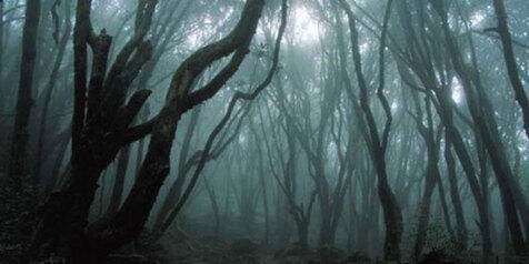 &#91; GATSUONE INFO &#93; 10 Fakta Tentang Hutan Aokigahara, The Perfect Place To Die