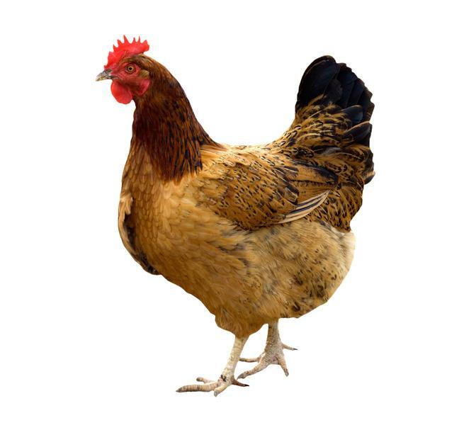 INI AYAM GAN?? PUNYA AYAM??