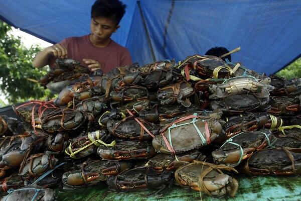 Kepiting, Riwayatmu Kini...