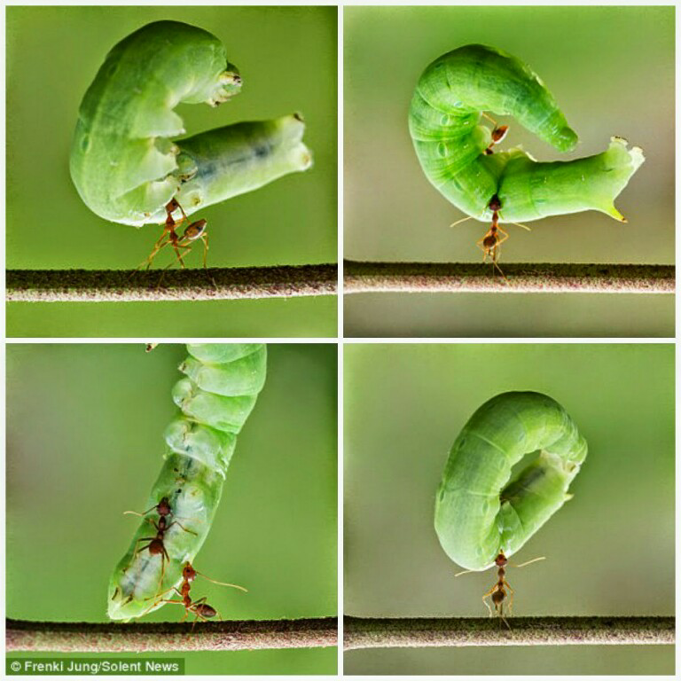 Fakta Tentang Semut Yang Belum Kita Ketahui