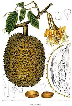 Mengenal 5 Durian Unik dan Langka dari Kalimantan