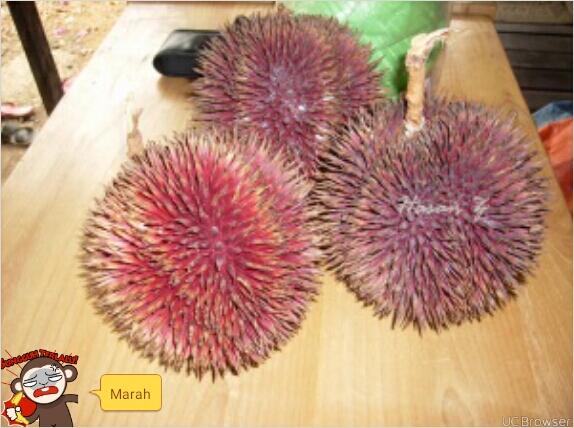 Unduh 700 Gambar Durian Berwarna Merah Terbaik Gratis HD