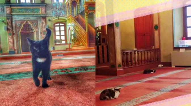 Foto + Video: Imam Masjid Baik Hati Penyayang Kucing Hebohkan Dunia Maya