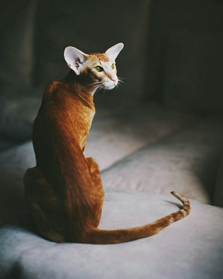 Ras Kucing Oriental