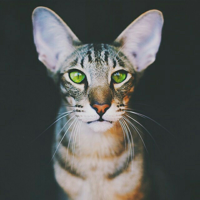 Ras Kucing Oriental