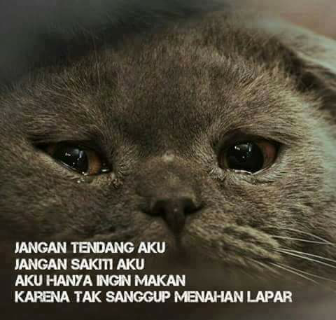 Ras Kucing Oriental