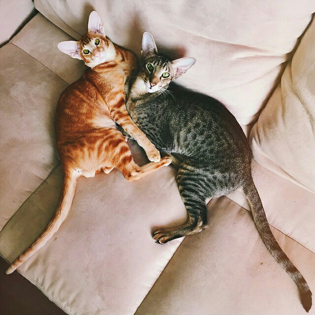 Ras Kucing Oriental