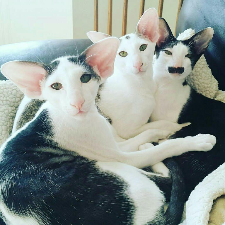 Ras Kucing Oriental