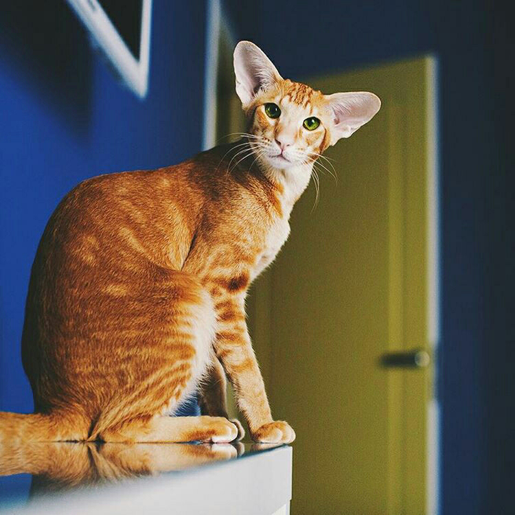 Ras Kucing Oriental