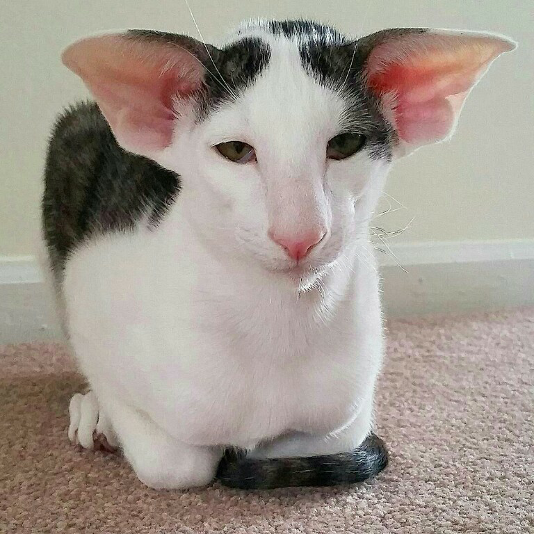 Ras Kucing Oriental