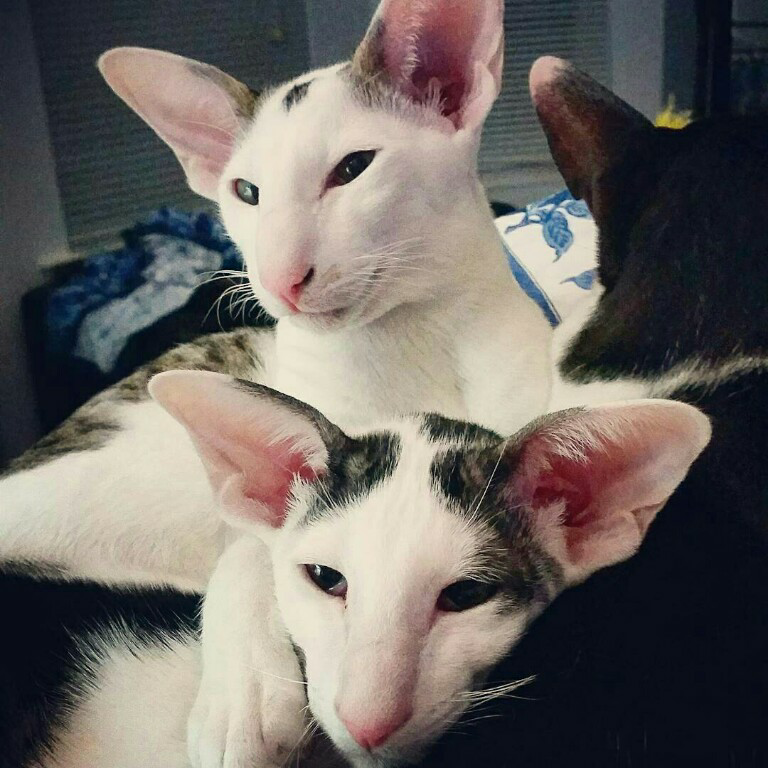 Ras Kucing Oriental