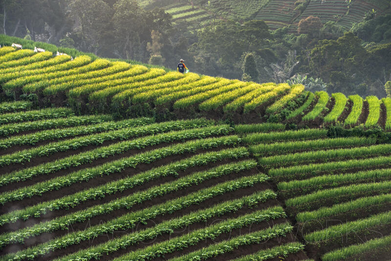 Surganya Fotografi Landscape di Argapura, Majalengka