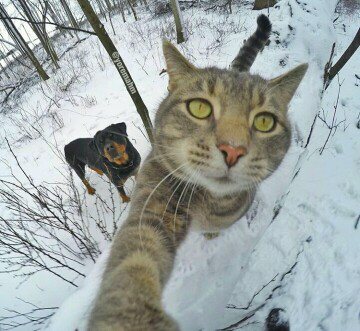 Trend Foto Kucing Selfie Dengan Go Pro