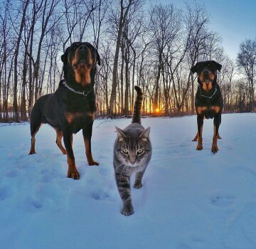 Trend Foto Kucing Selfie Dengan Go Pro