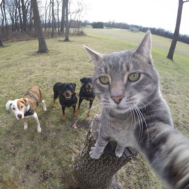 Trend Foto Kucing Selfie Dengan Go Pro