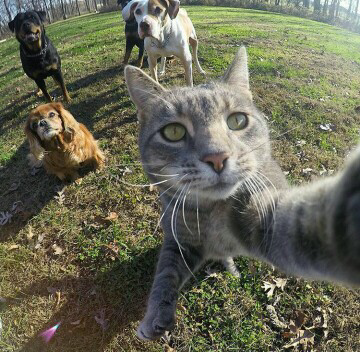 Trend Foto Kucing Selfie Dengan Go Pro