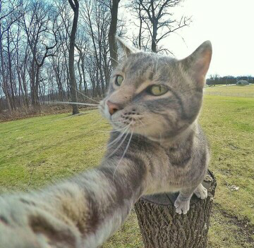 Trend Foto Kucing Selfie Dengan Go Pro