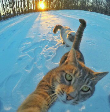 Trend Foto Kucing Selfie Dengan Go Pro