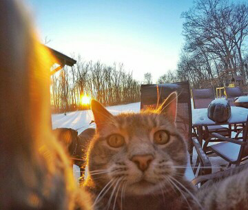 Trend Foto Kucing Selfie Dengan Go Pro