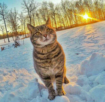 Trend Foto Kucing Selfie Dengan Go Pro