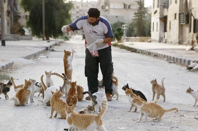 Cara Merawat Kucing Persia Yang Baik Bagi Pemula