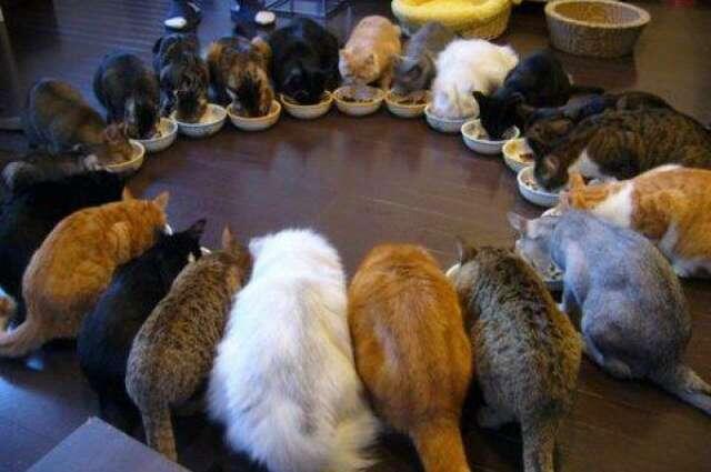 Cara Merawat Kucing Persia Yang Baik Bagi Pemula