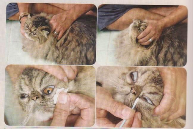 Cara Merawat Kucing Persia Yang Baik Bagi Pemula